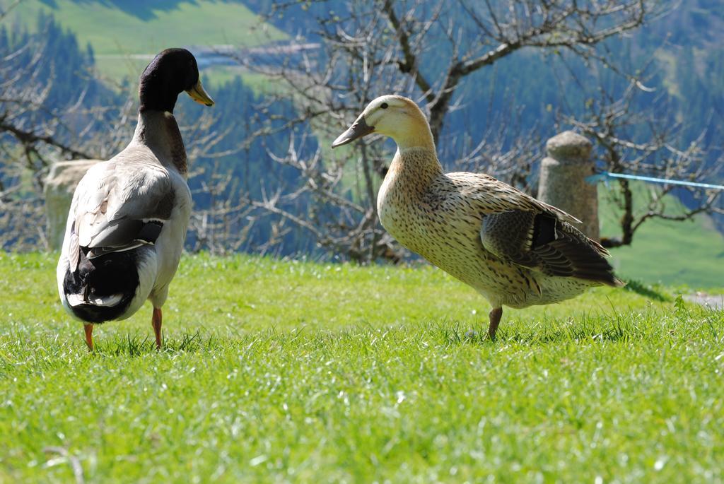 Siedlerhof Daire Hopfgarten im Brixental Dış mekan fotoğraf