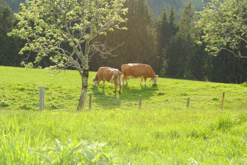 Siedlerhof Daire Hopfgarten im Brixental Dış mekan fotoğraf